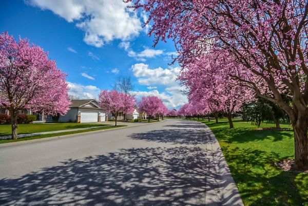 street lined with homes and blooming trees